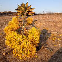 Charger l&#39;image dans la galerie, Bolso Maguey Natural